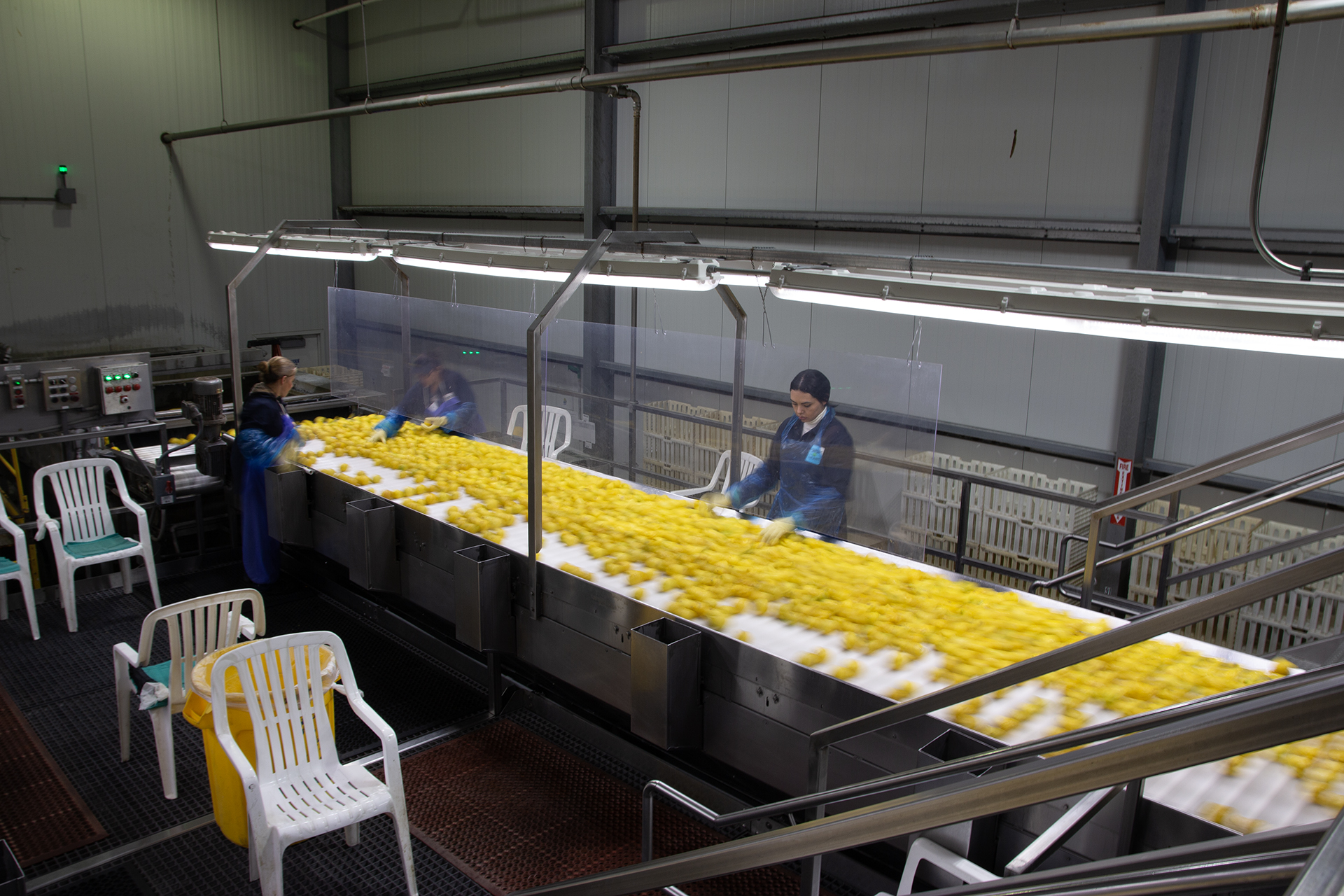A long line of yellow flowers on a conveyor belt.